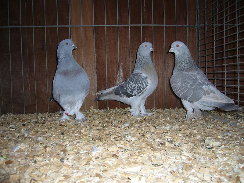 Ortsschau Langenberg 2008 189.jpg - Takla Tauben von Michael Millentrup